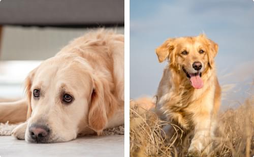 Doggutsecret